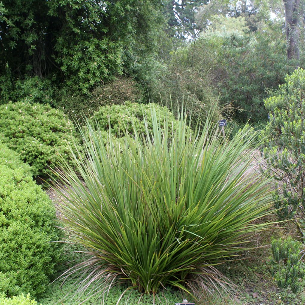 Cordyline australis - Keulenlilie