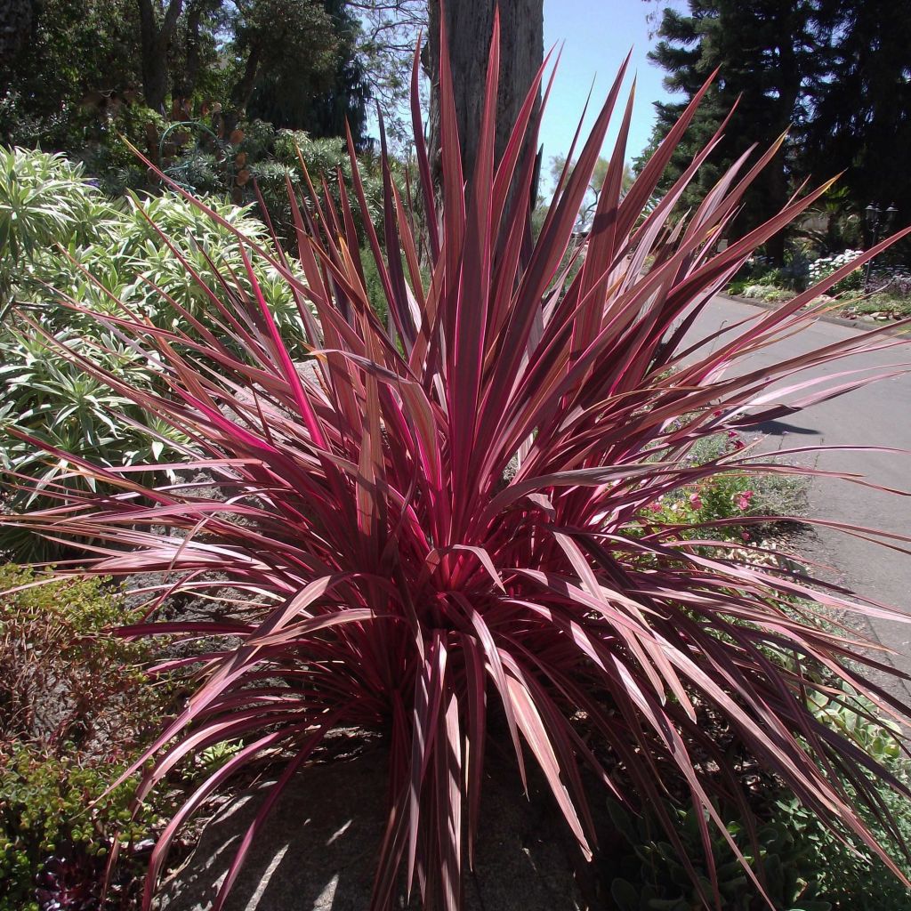 Cordyline banksii Electric Pink - Keulenlilie