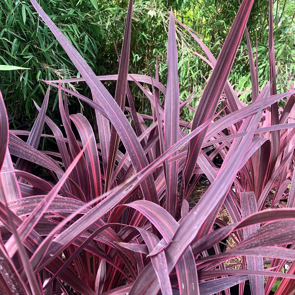 Cordyline banksii Electric Pink