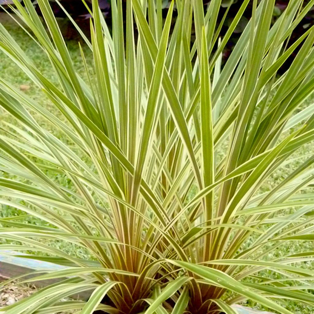 Cordyline australis Fantasy - Keulenlilie