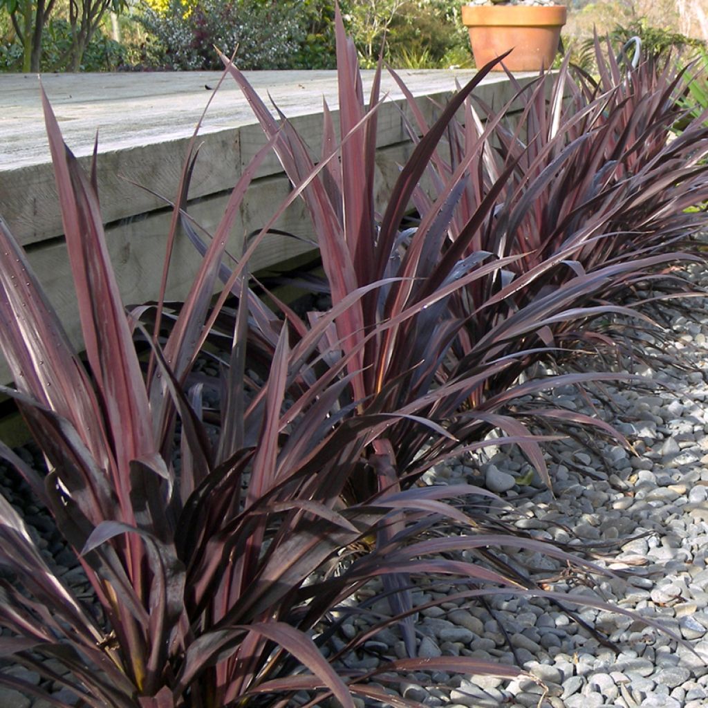 Cordyline banksii Renegade - Keulenlilie