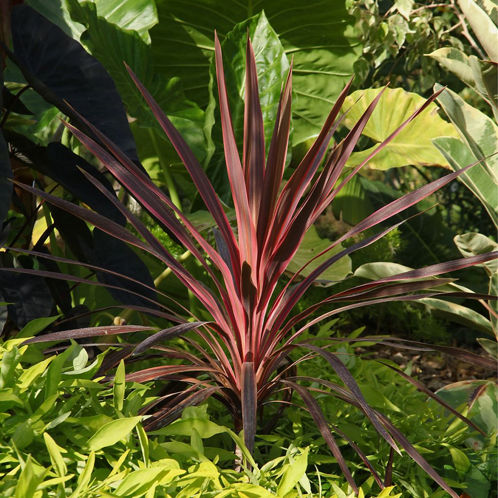 Cordyline Paso Doble - Cordyline australe