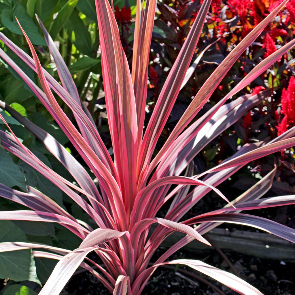 Cordyline Paso Doble - Keulenlilie