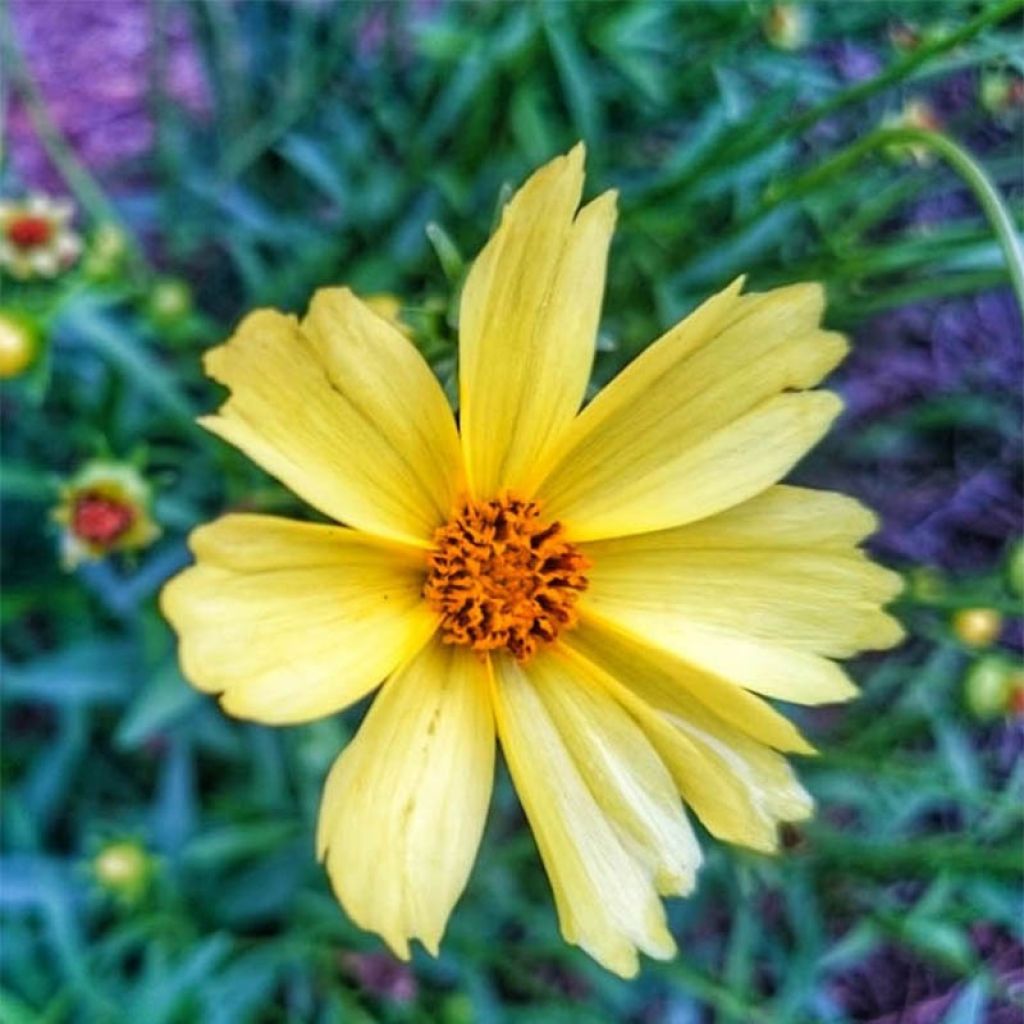 Coreopsis Citrine - Coréopsis