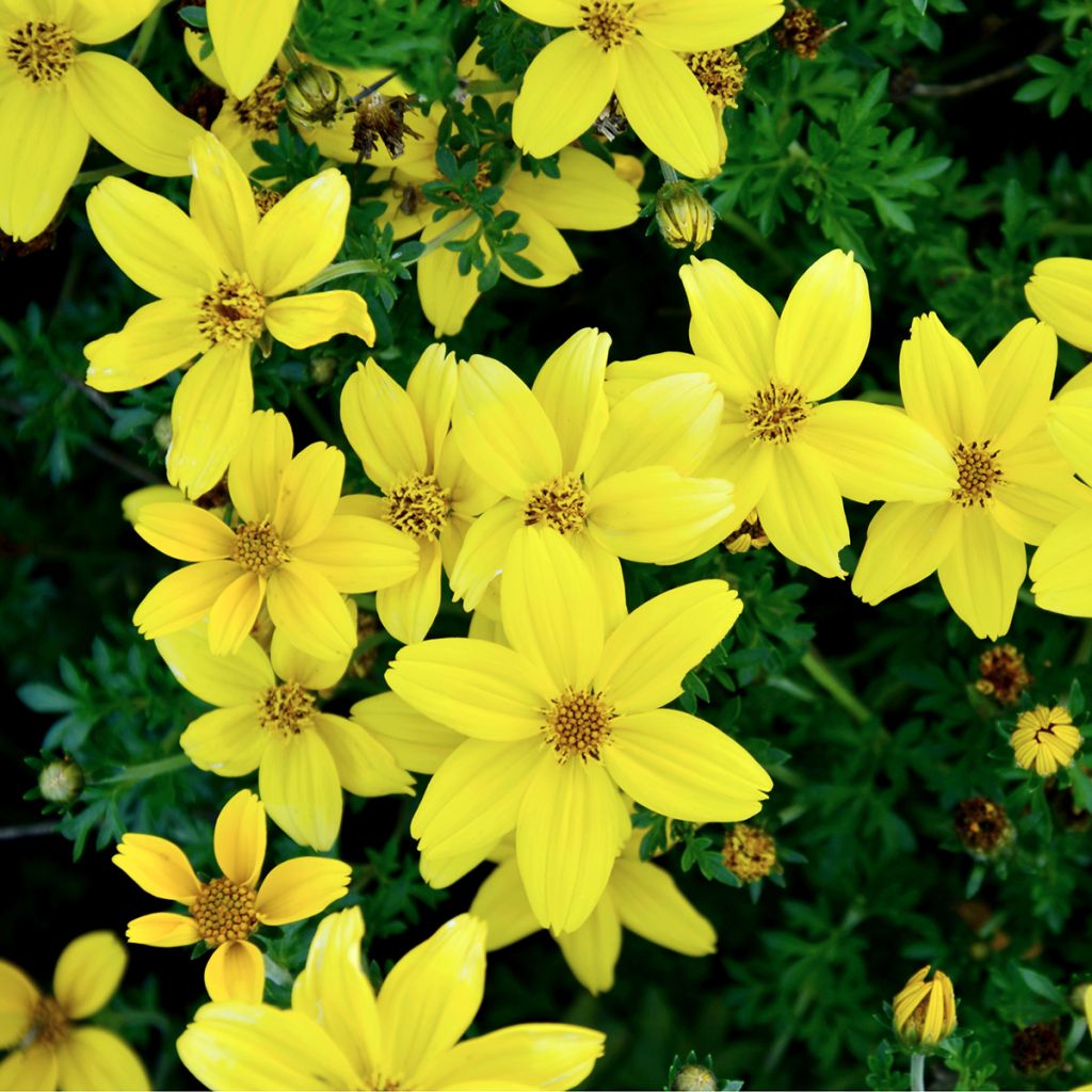 Mädchenauge Citrine - Coreopsis