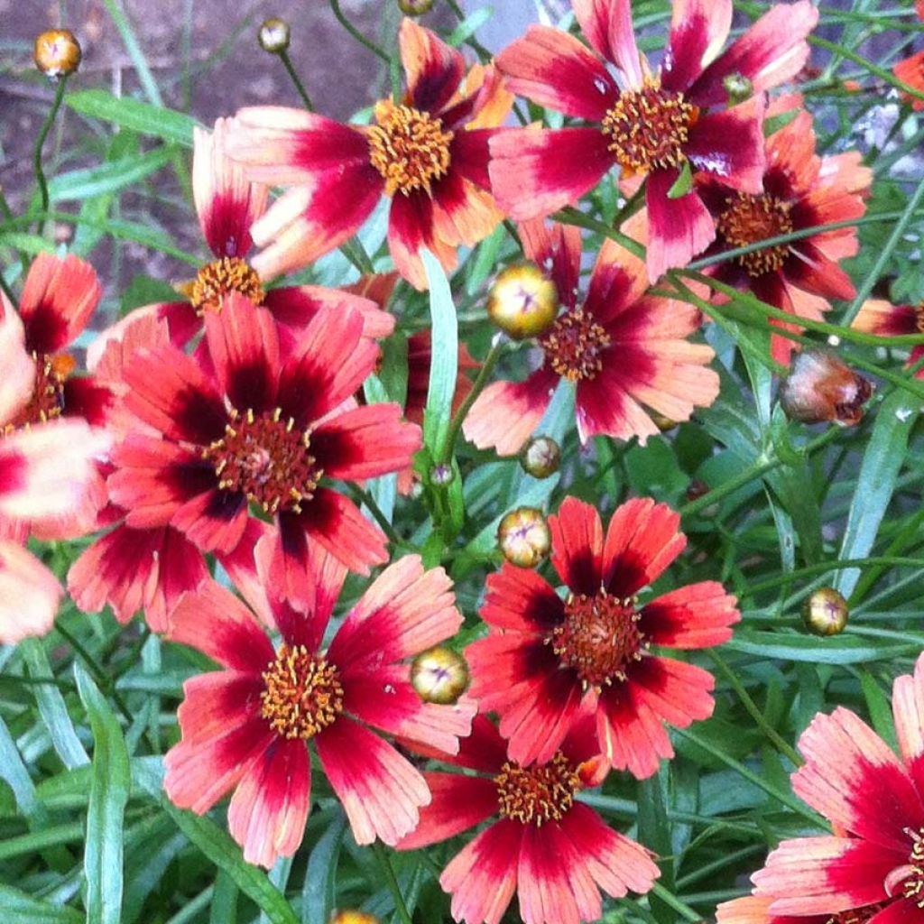 Coreopsis Desert Coral