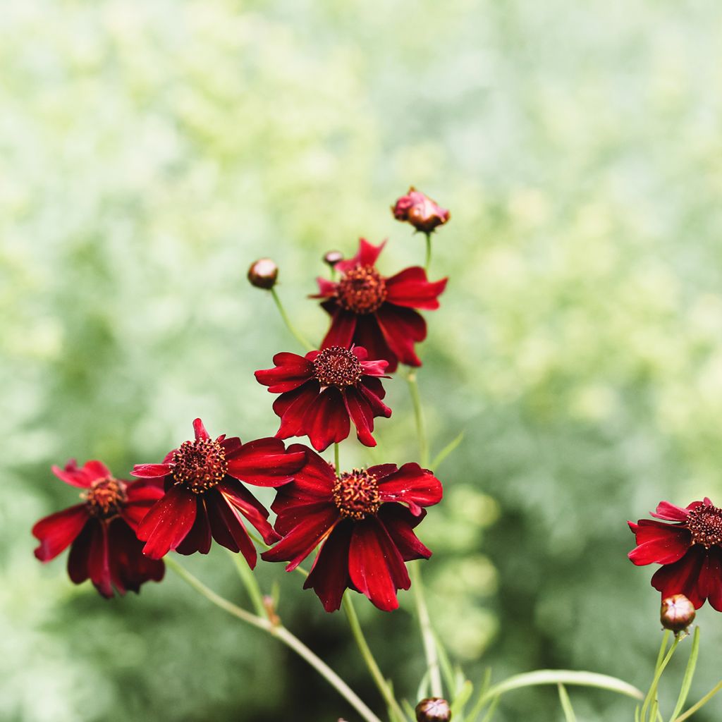 Mädchenauge Limerock ruby - Coreopsis rosea