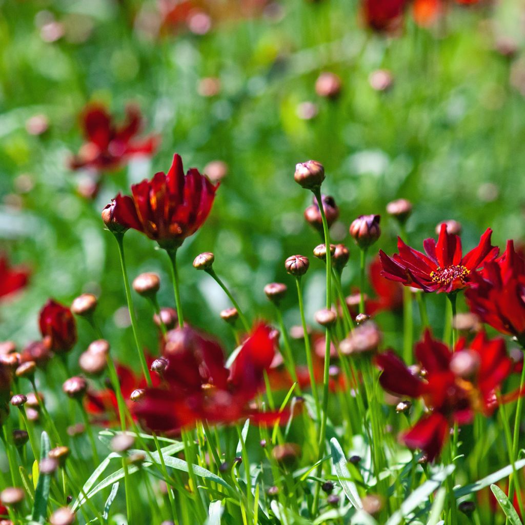 Mädchenauge Limerock ruby - Coreopsis rosea