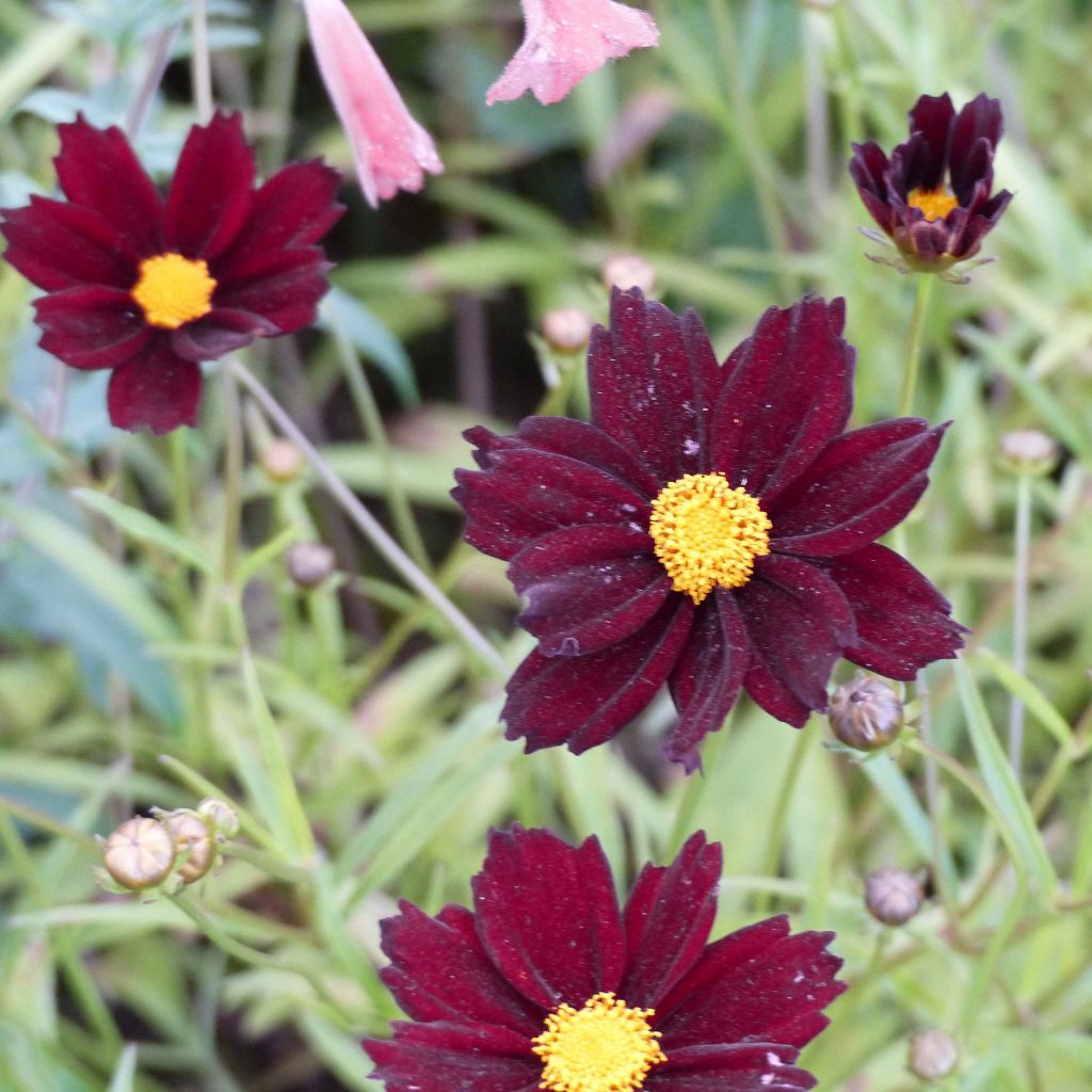 Coreopsis Mercury Rising