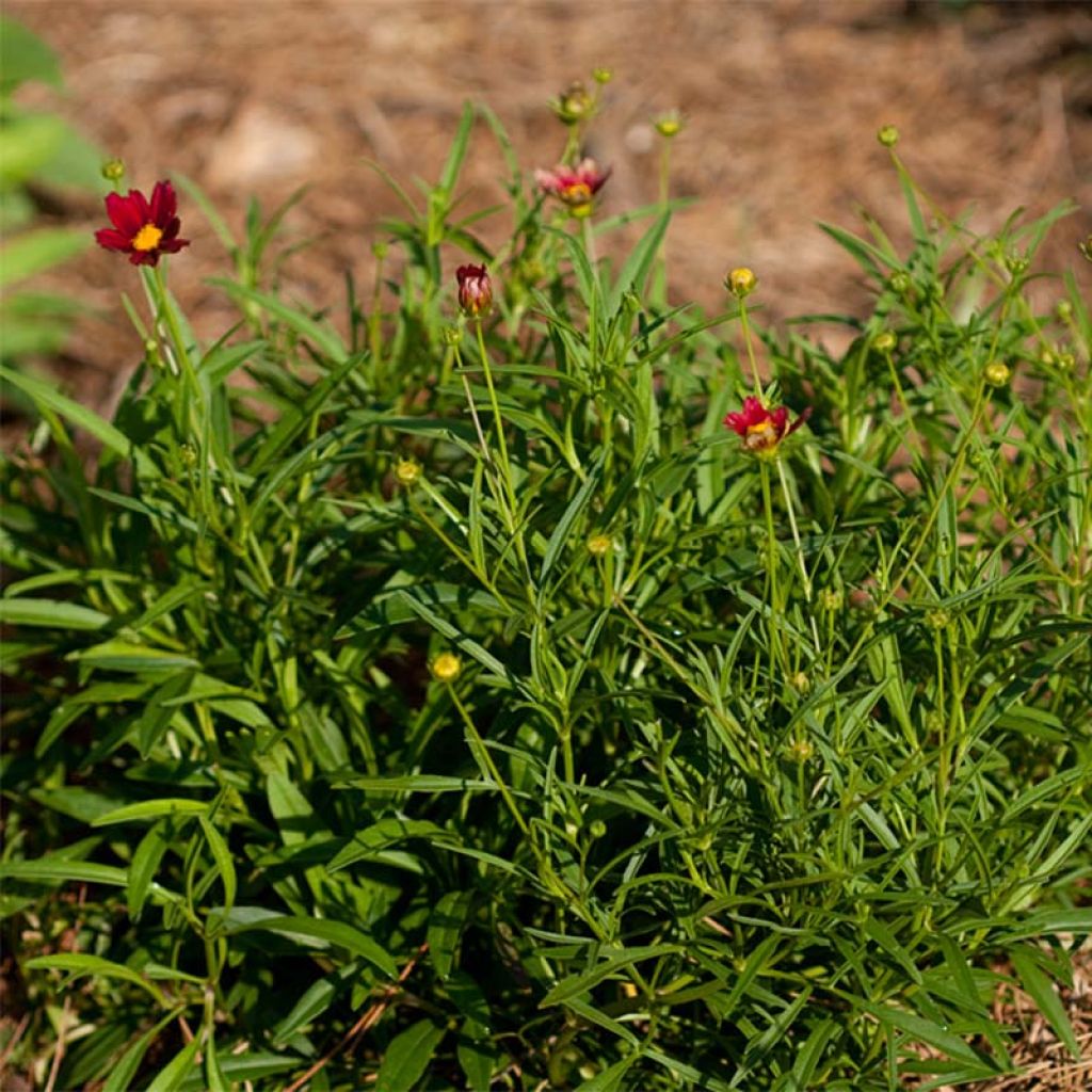 Coreopsis Mercury Rising