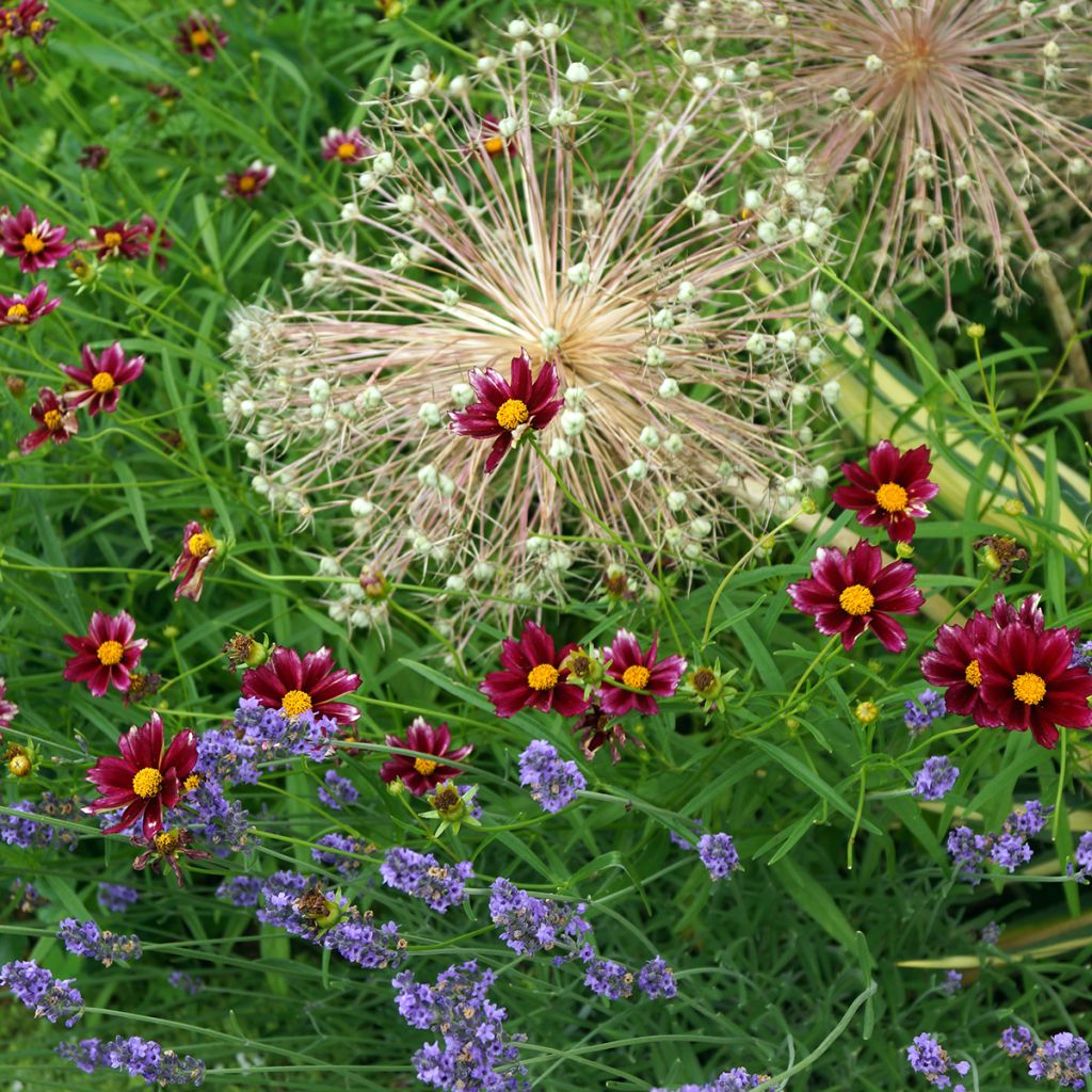 Mädchenauge Mercury Rising - Coreopsis