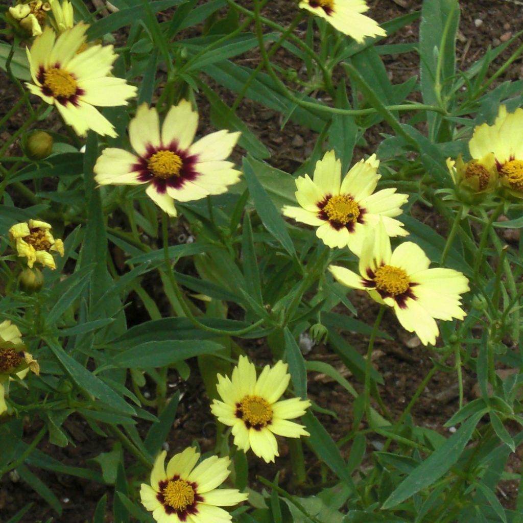 Coreopsis Redshift