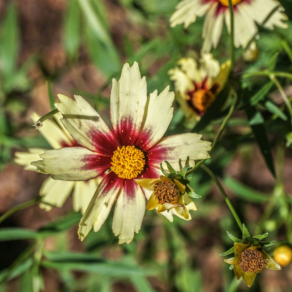 Mädchenauge Redshift - Coreopsis