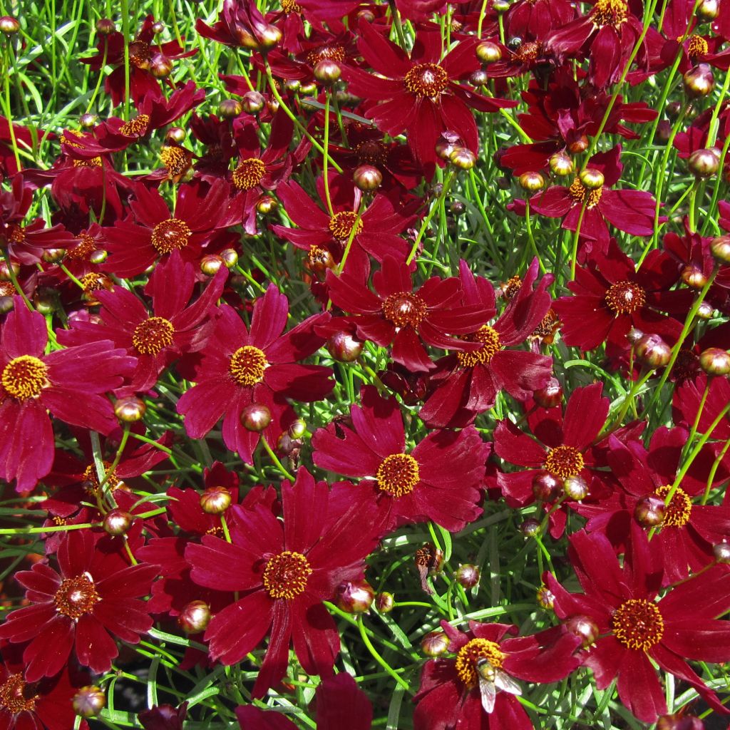 Coreopsis Ruby Red