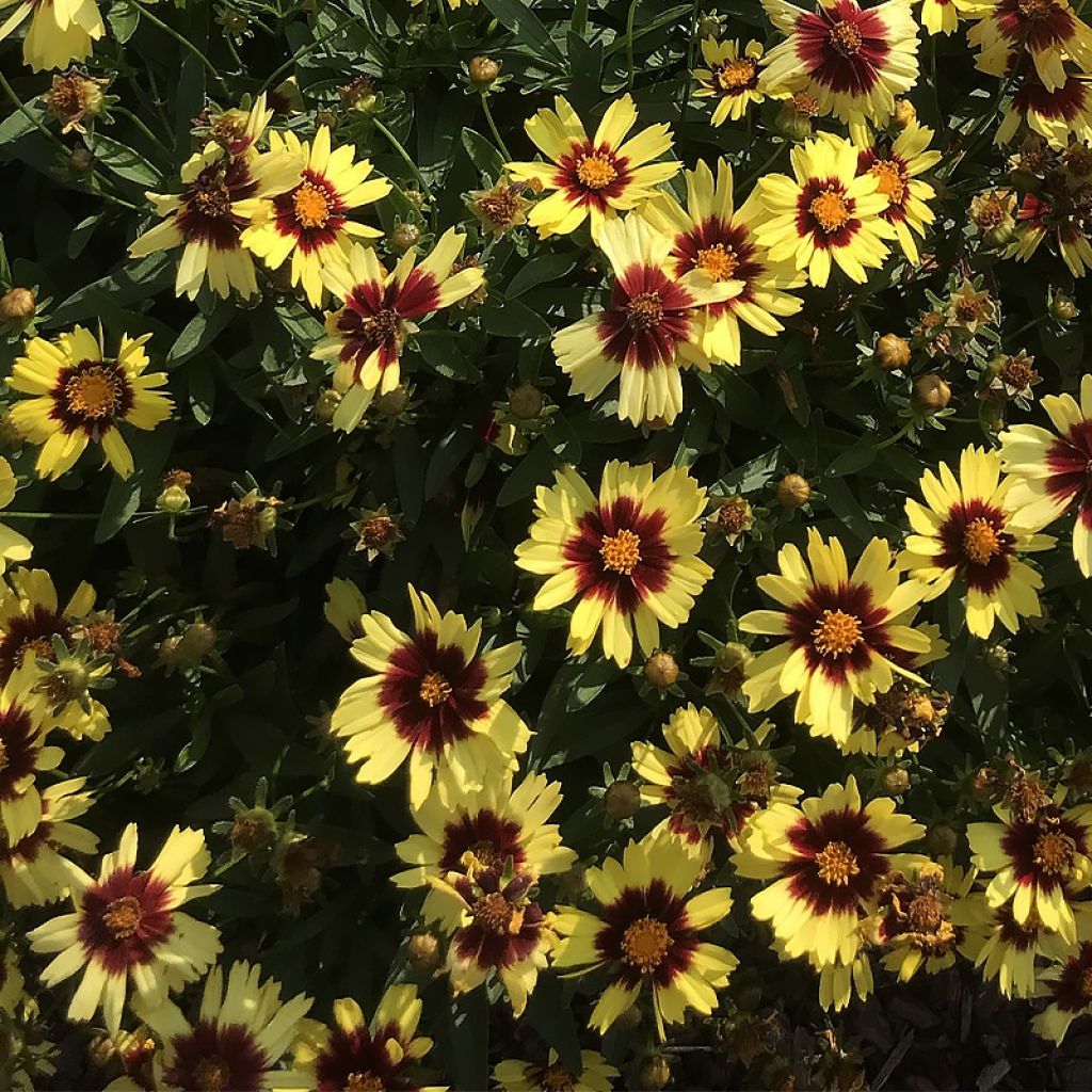 Mädchenauge Uptick Yellow and Red - Coreopsis