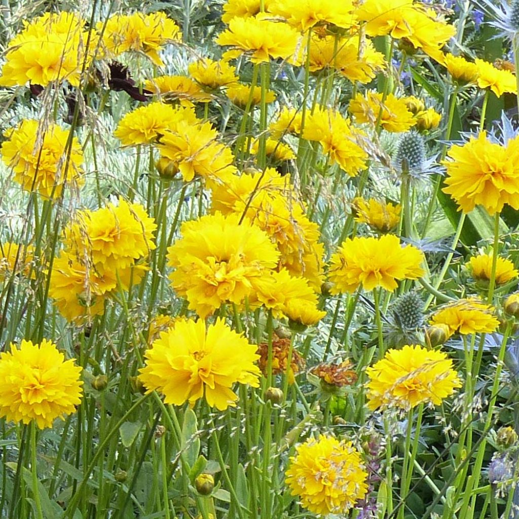 Coreopsis alpinus Early Sunrise - Coreopsis à grandes fleurs doubles