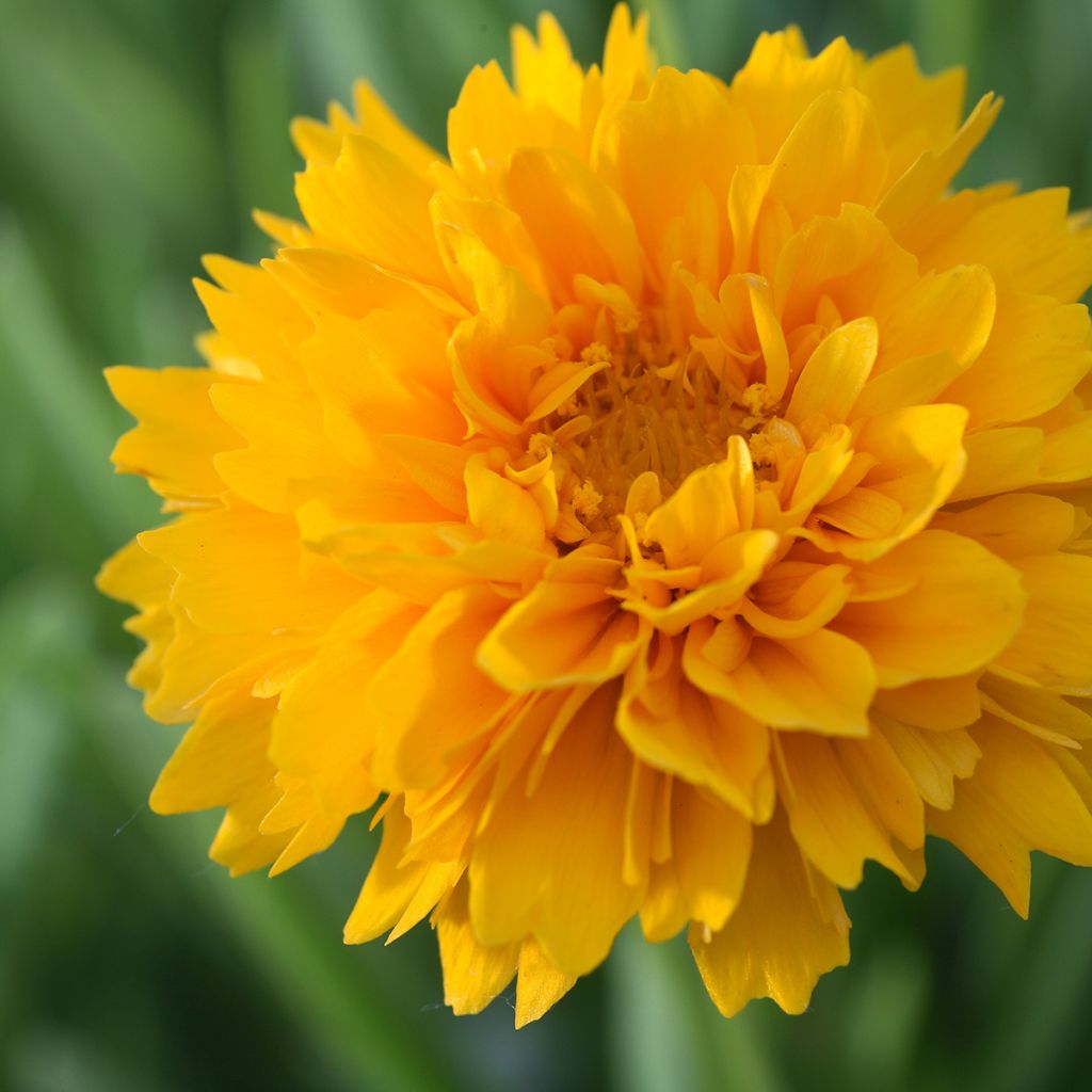 Mädchenauge Early Sunrise - Coreopsis alpinus