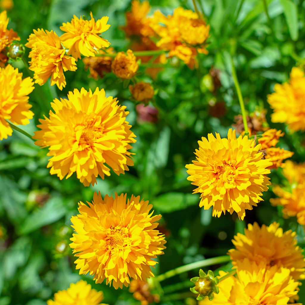 Mädchenauge Early Sunrise - Coreopsis alpinus