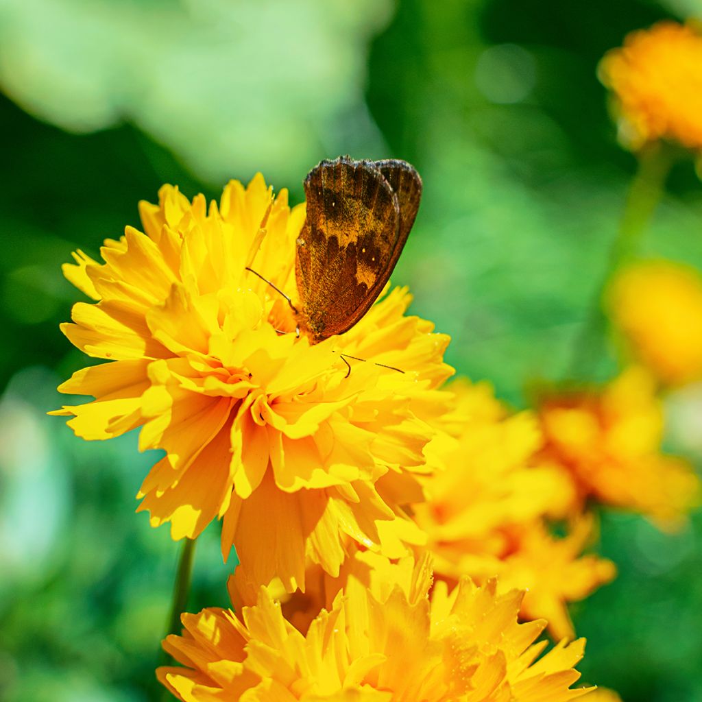 Mädchenauge Early Sunrise - Coreopsis alpinus