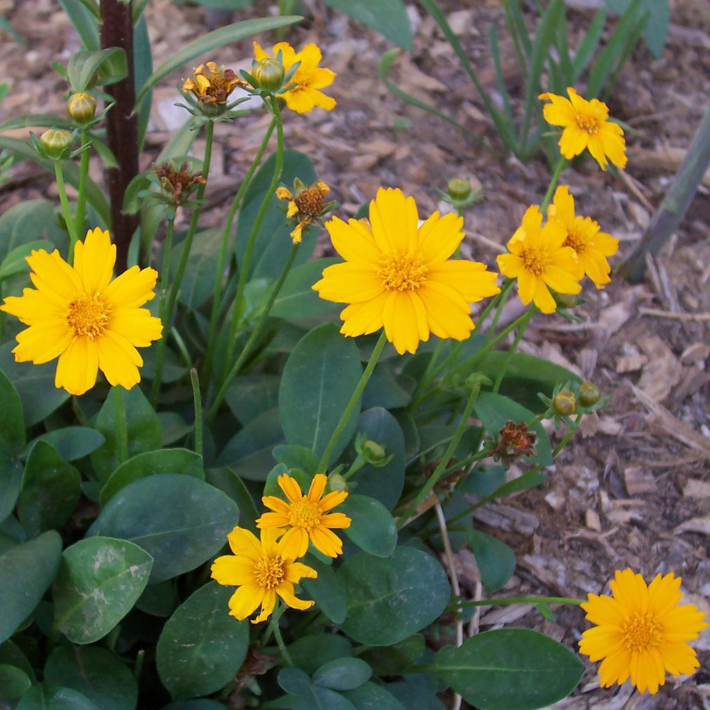 Mädchenauge Elfin Gold - Coreopsis auriculata nana