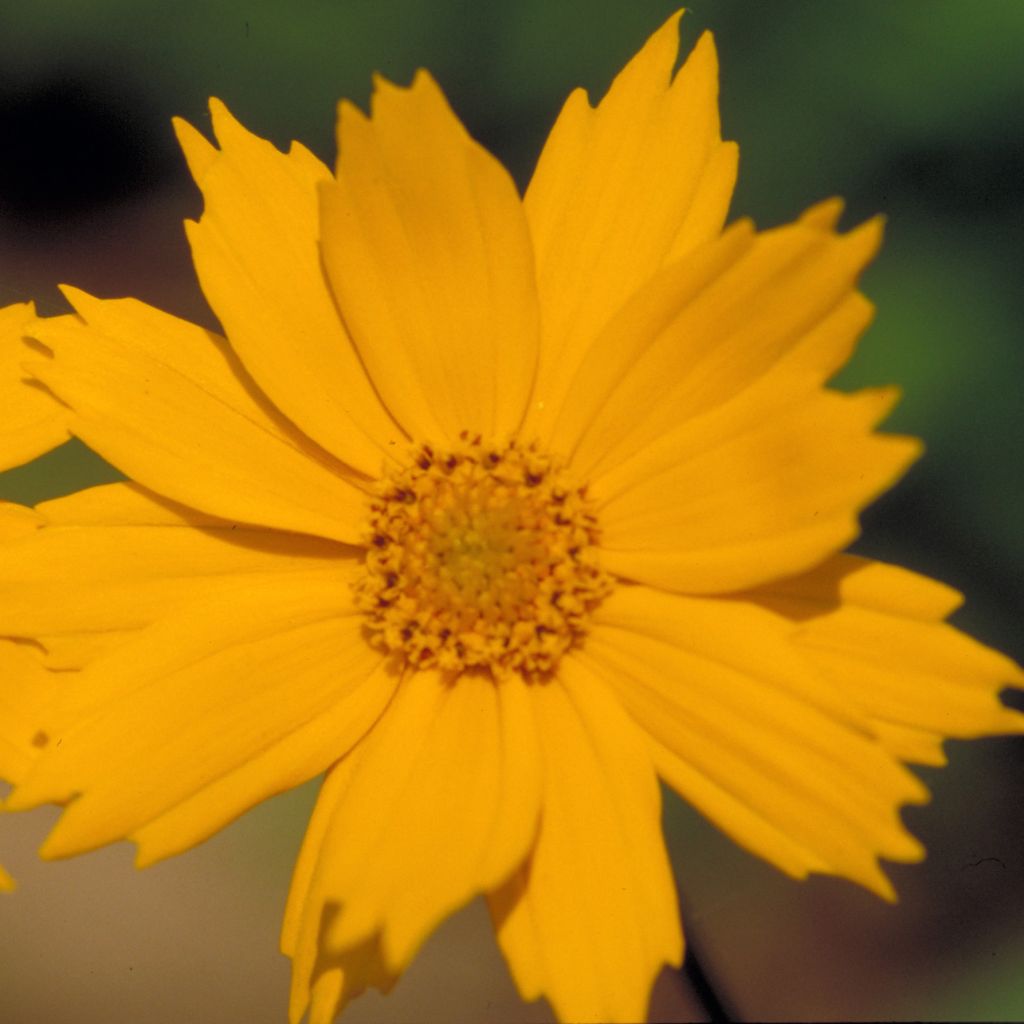 Coreopsis auriculata Elfin Gold - Coréopsis auriculé nain