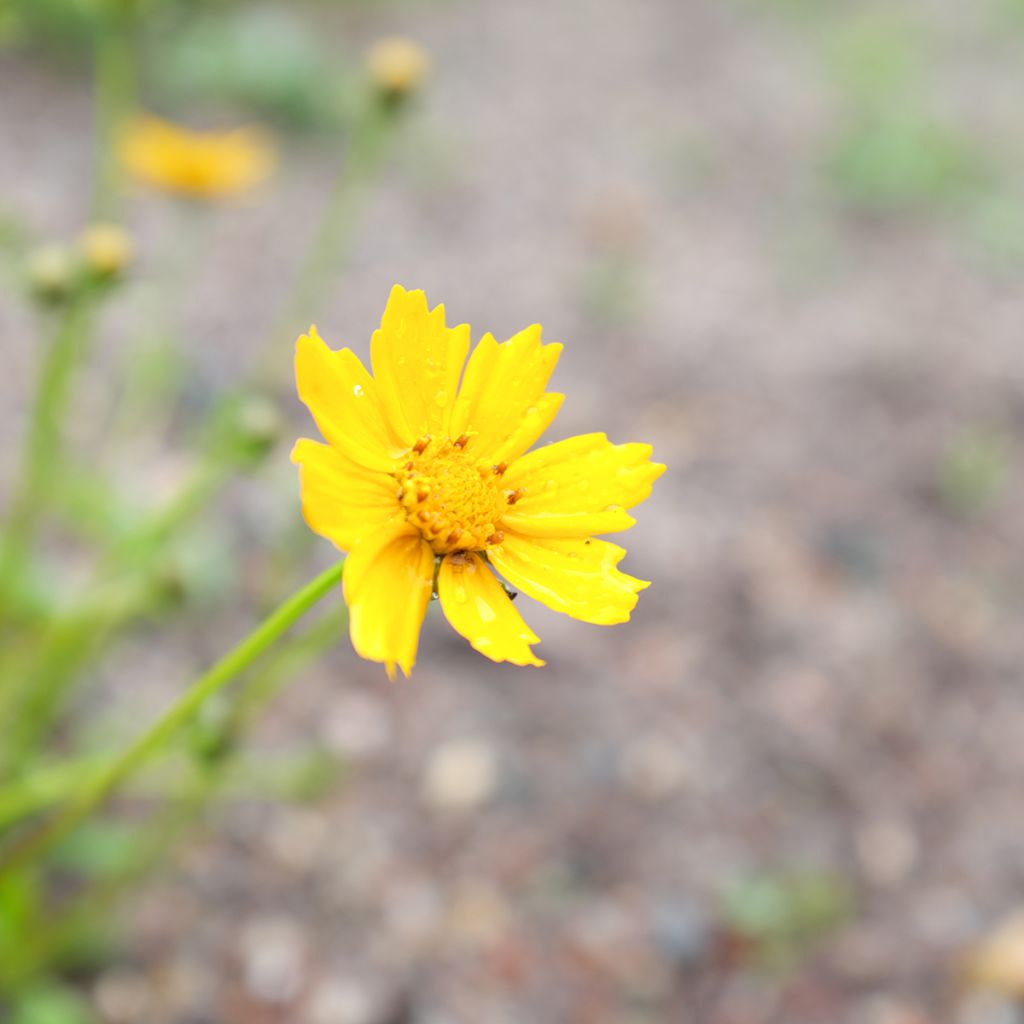 Mädchenauge Nana - Coreopsis auriculata