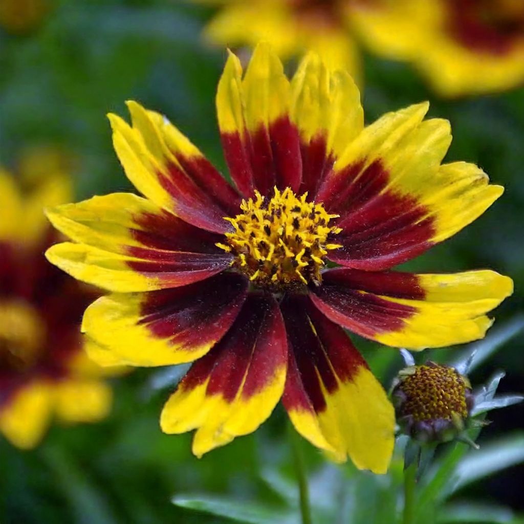 Großblumige Mädchenauge Golden Stardust - Coreopsis grandiflora