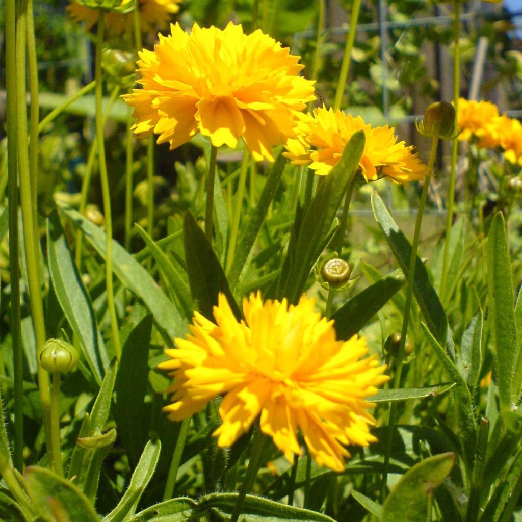 Großblumige Mädchenauge Louis d'Or - Coreopsis grandiflora