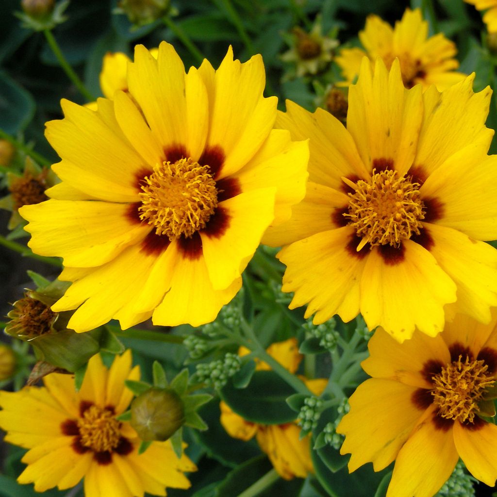 Großblumige Mädchenauge Sonnenkind - Coreopsis grandiflora