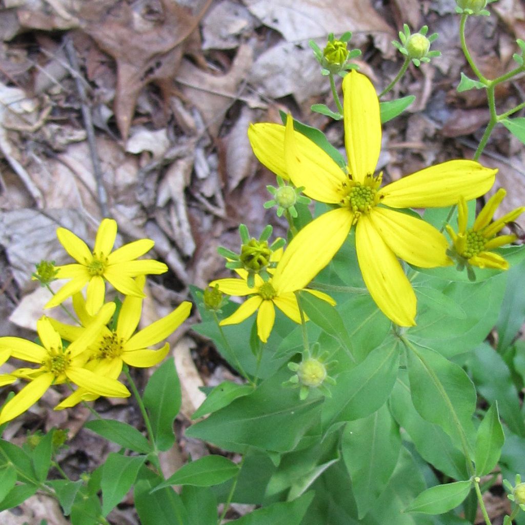 Coreopsis major