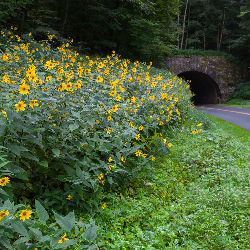 Coreopsis major - Mädchenauge