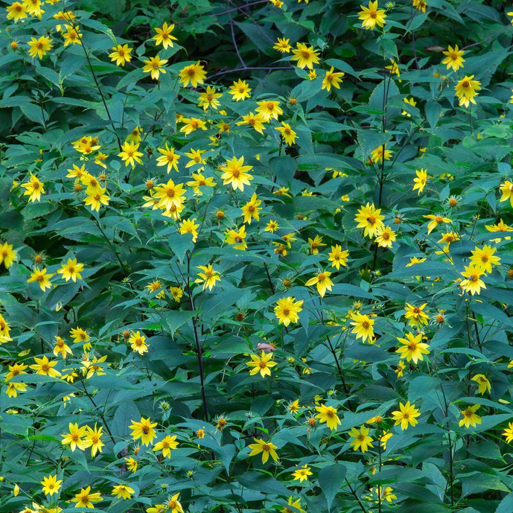 Coreopsis major - Mädchenauge