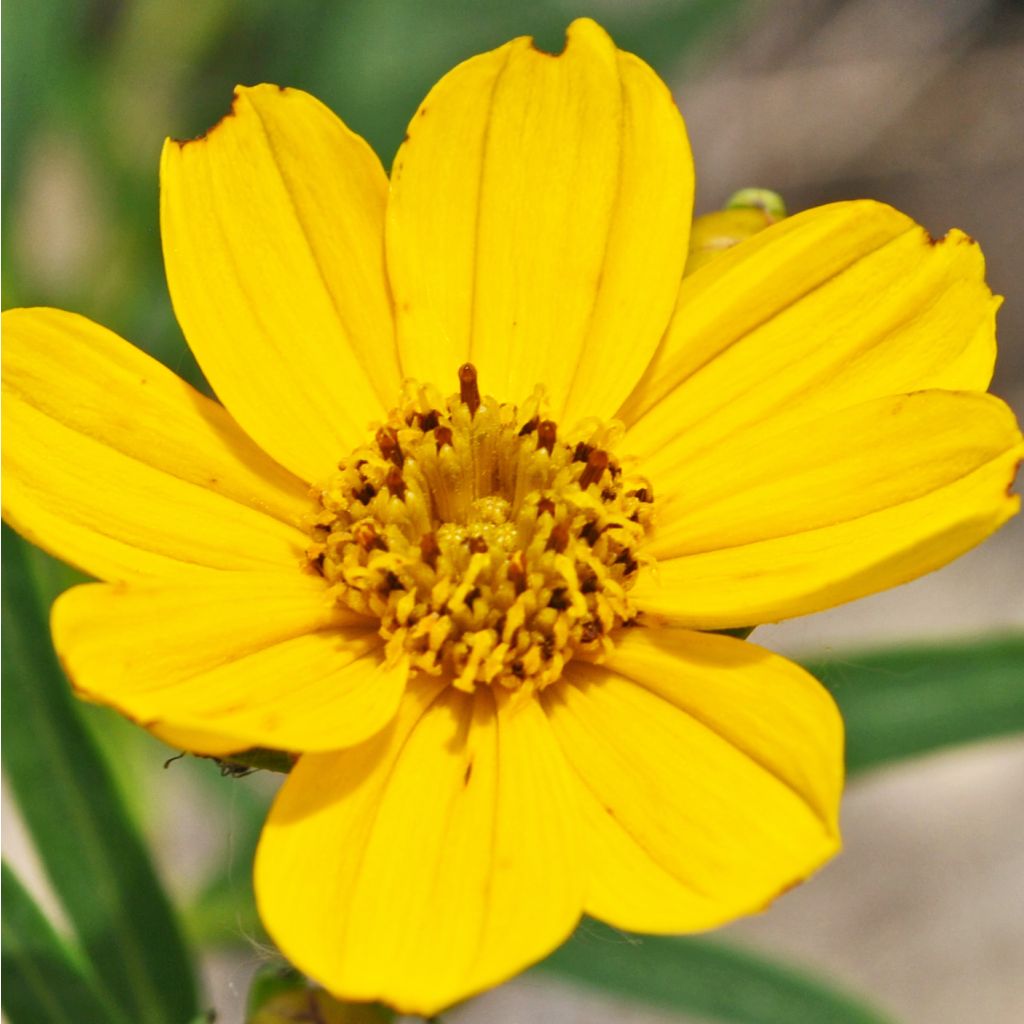 Coreopsis palmata - Mädchenauge