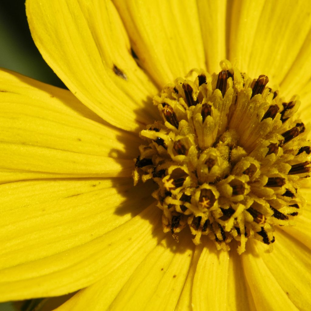 Coreopsis palmata