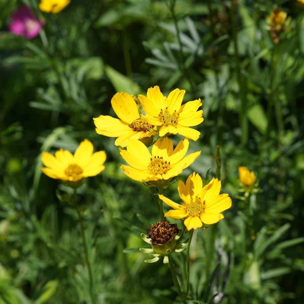 Coreopsis palmata - Mädchenauge