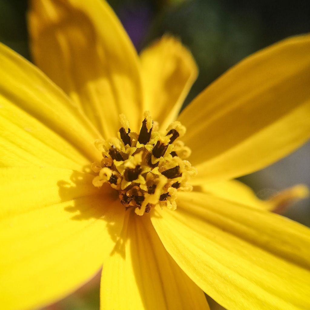 Coreopsis palmata - Mädchenauge