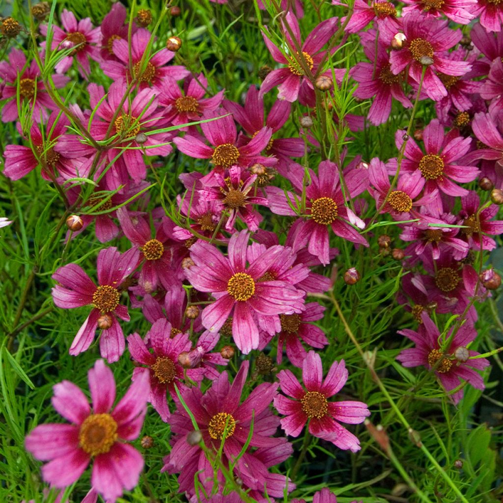 Mädchenauge Heaven's Gate - Coreopsis rosea