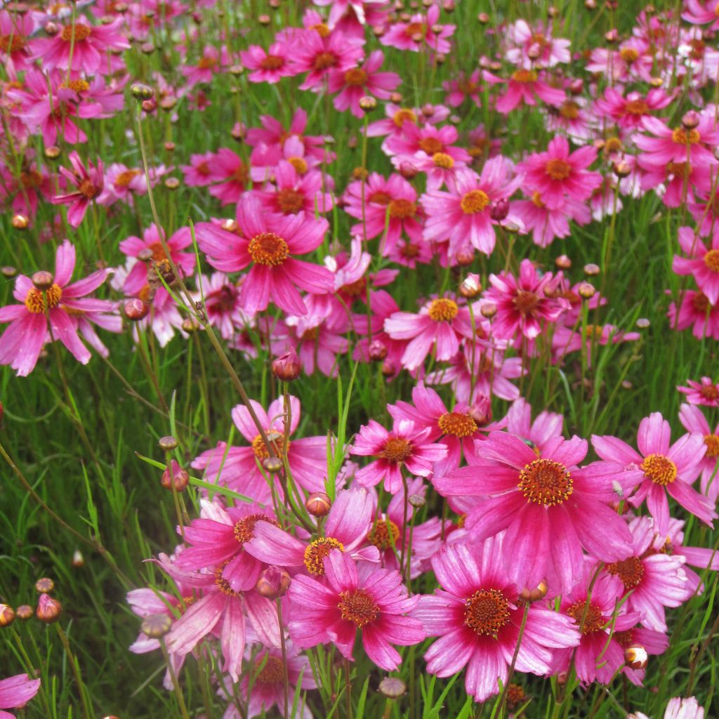 Coreopsis rosea Heaven's Gate