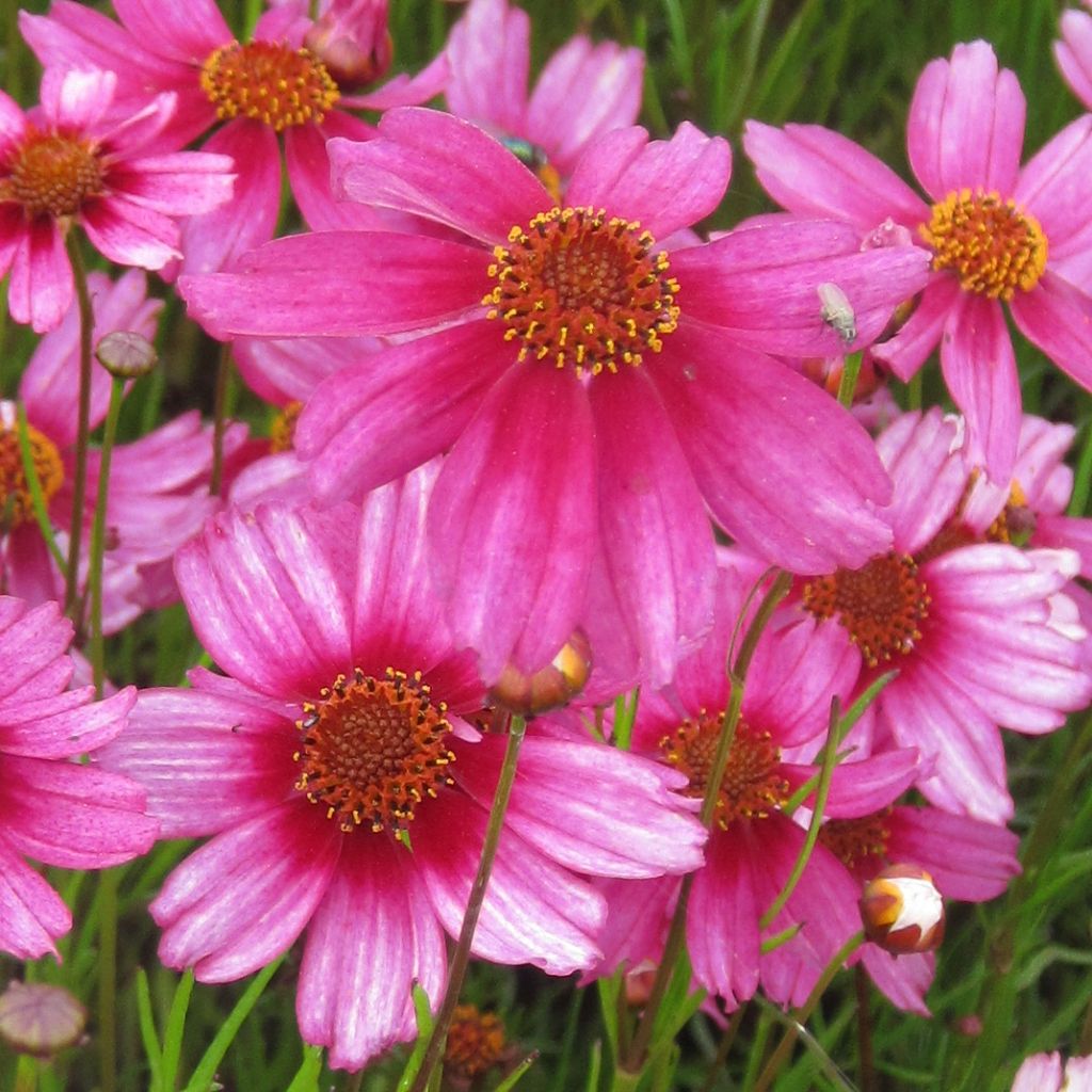 Coreopsis rosea Heaven's Gate - Coréopsis rose