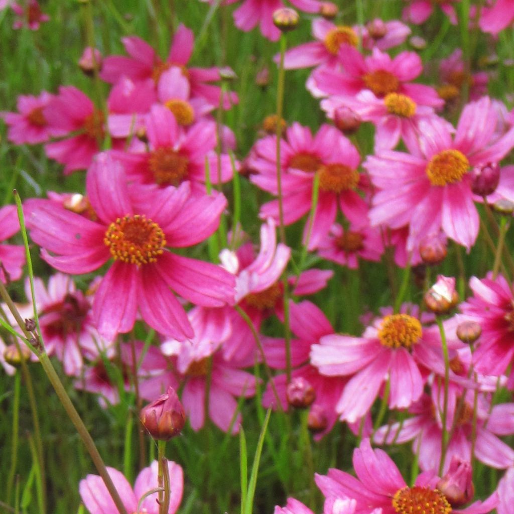 Coreopsis rosea Heaven's Gate - Coréopsis rose