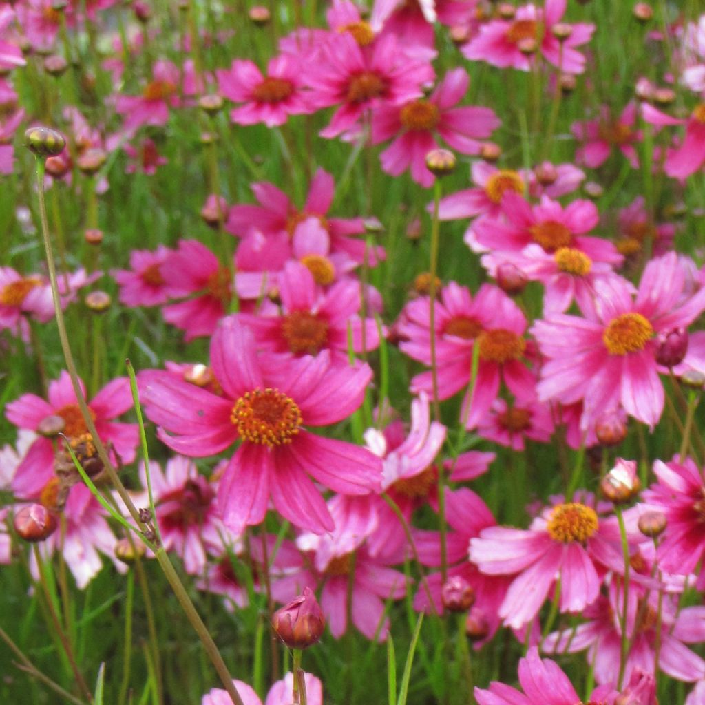 Coreopsis rosea Heaven's Gate - Coréopsis rose