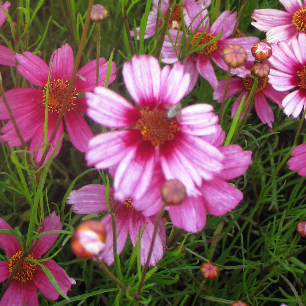 Coreopsis rosea Heaven's Gate - Coréopsis rose