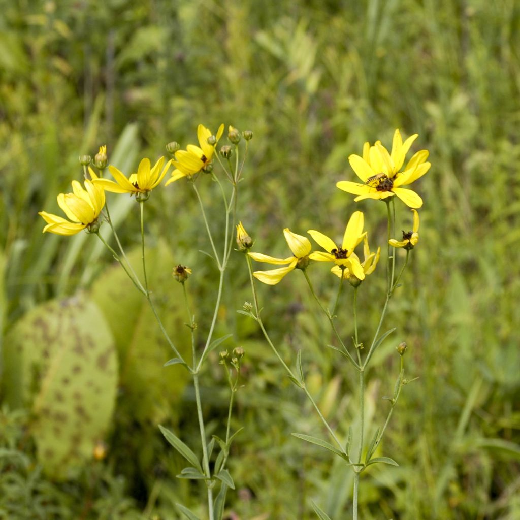 Mädchenauge - Coreopsis tripteris