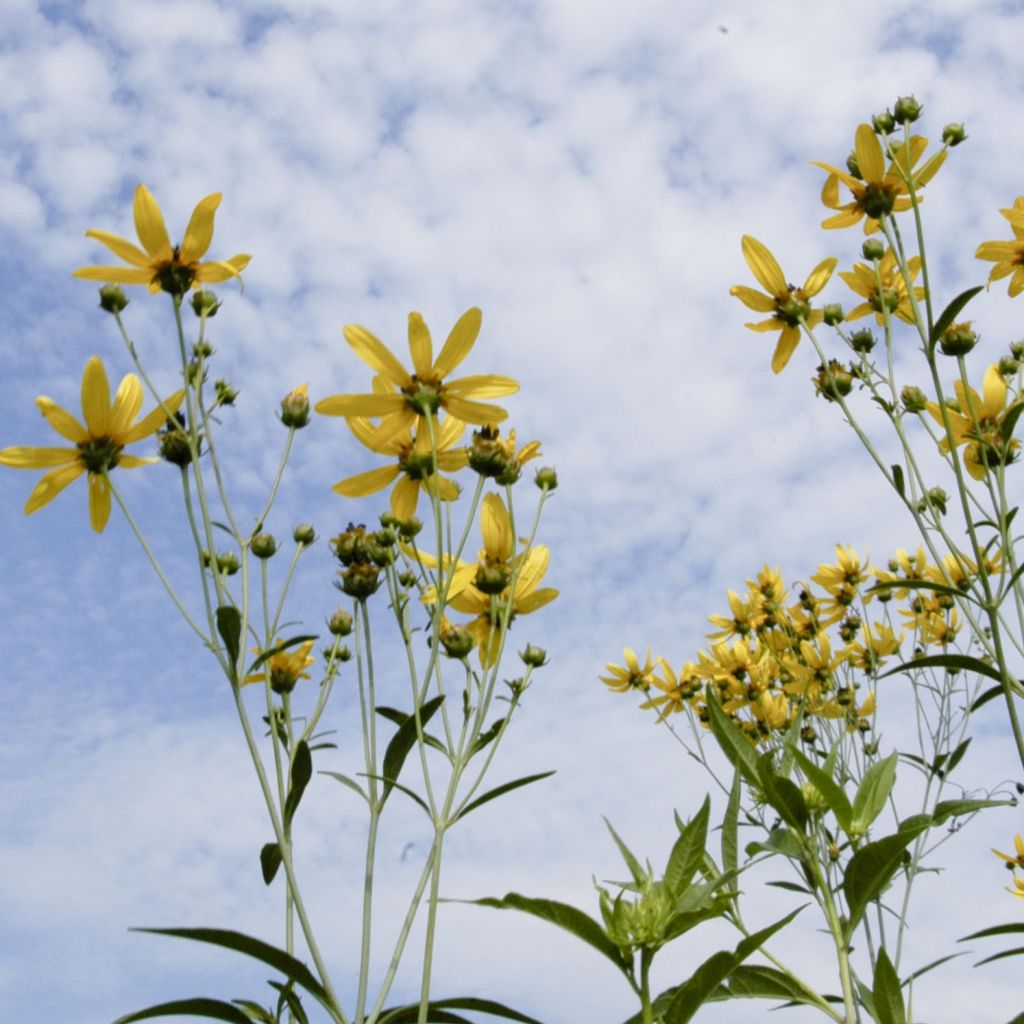 Coreopsis tripteris - Grand coréopsis