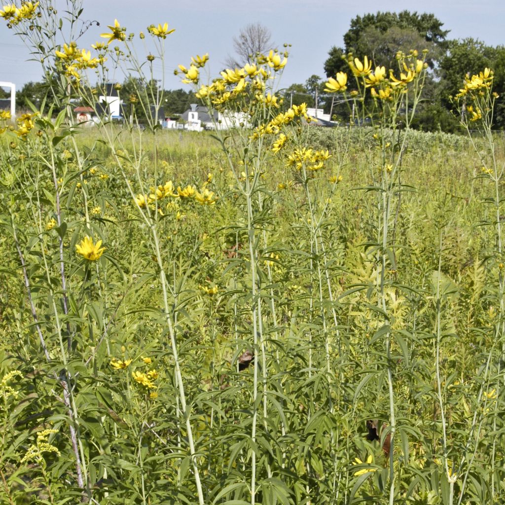 Coreopsis tripteris - Grand coréopsis