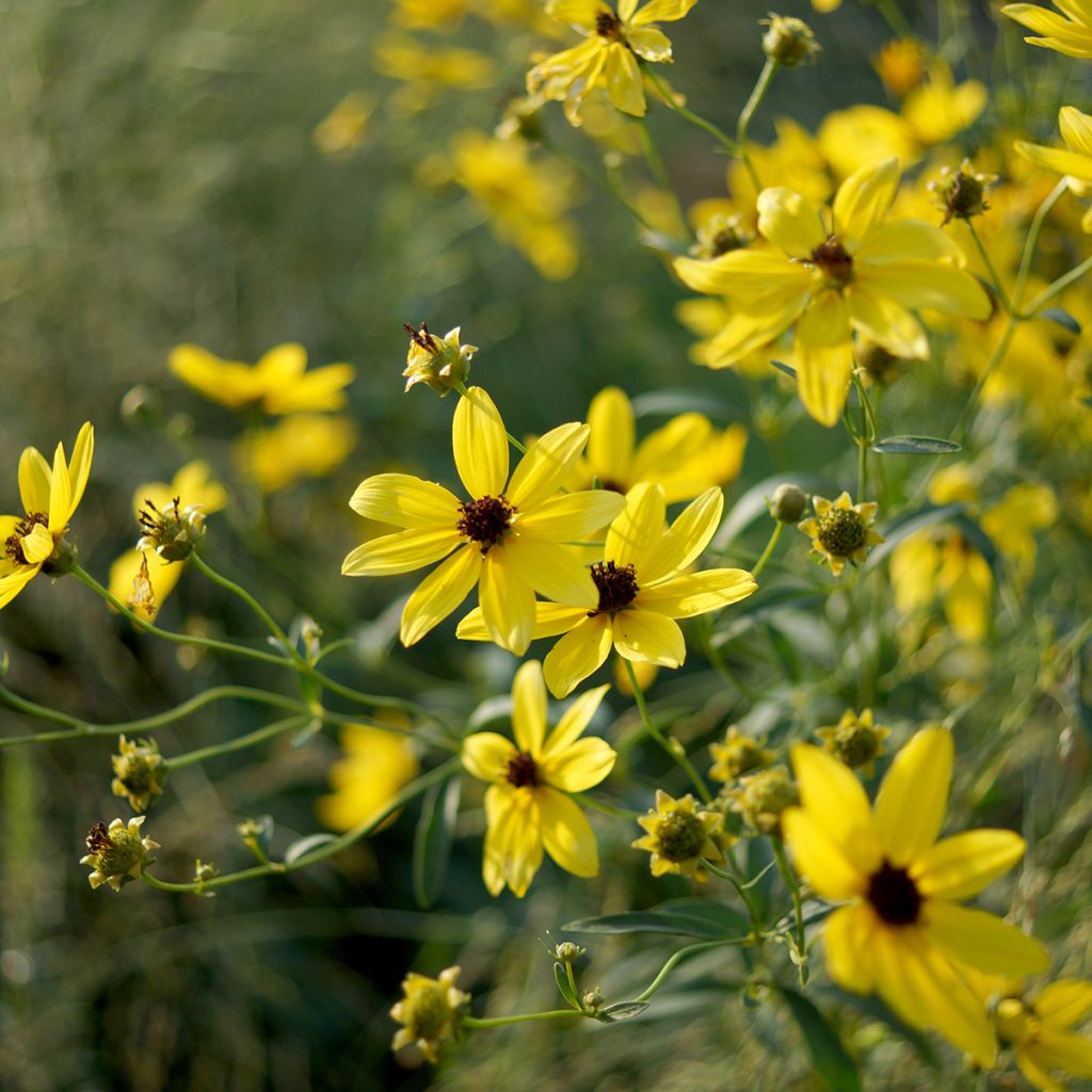 Mädchenauge - Coreopsis tripteris