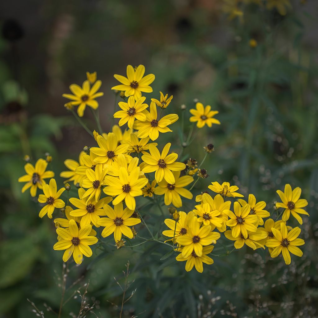 Mädchenauge - Coreopsis tripteris