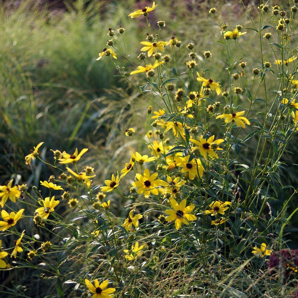 Mädchenauge - Coreopsis tripteris