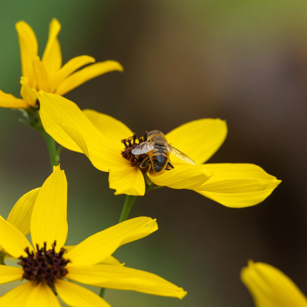 Mädchenauge - Coreopsis tripteris