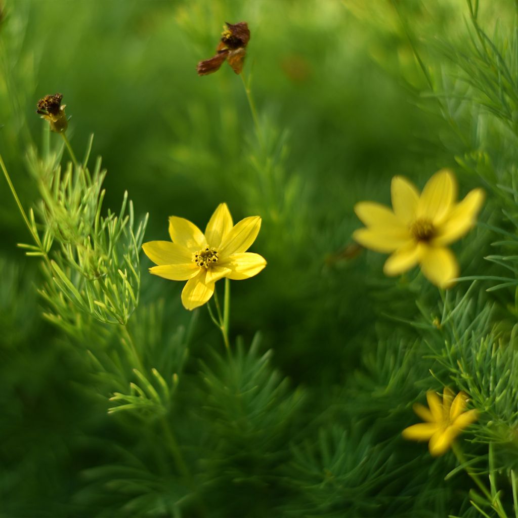 Coreopsis verticilata Sunbeam - Coreopsis verticillé